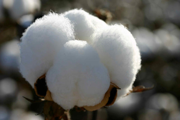 cotton-organic-flower-nature-better-alternatives