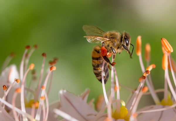 bee-on-spring-flower-beeswax