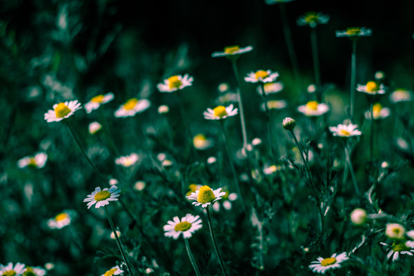 organic-chamomile-flowers-herbal-remedies