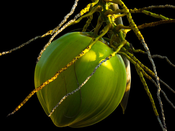 green-unripe-coconut-on-tree-branch