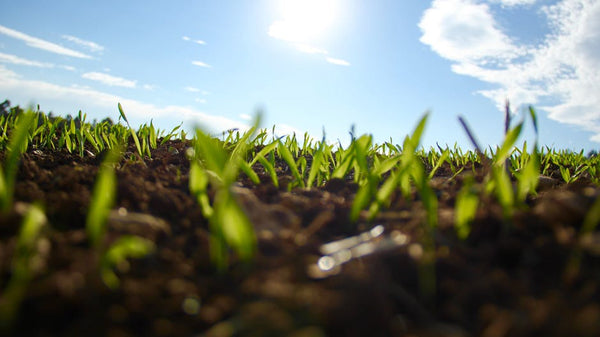 growing-plants-growth-green-sky-organic