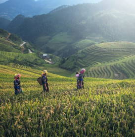 women-working-in-fields-buy-fair-trade