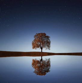 tree-reflecting-in-water-self-reflection