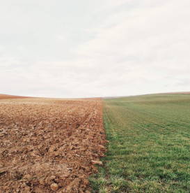 creating-change-old-grass-vs-green-new-grass