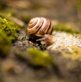 snail-art-of-going-slowly