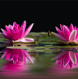 pink-water-lilies-mindfulness