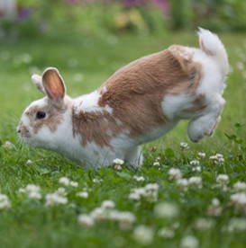 yoga-with-khush-bunny-hops