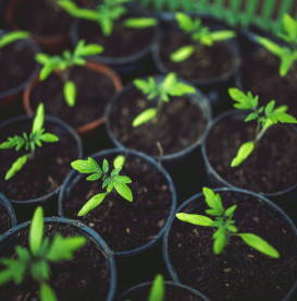 go-green-mini-plants-in-pots