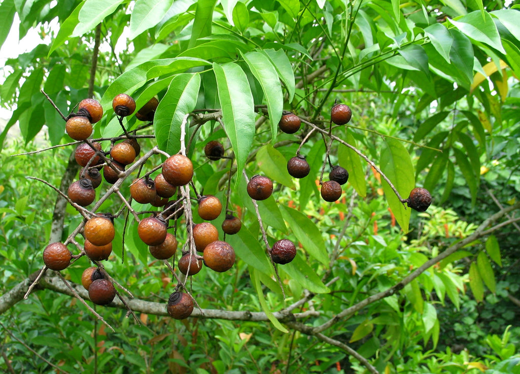 soap-nuts-eco-friendly-organic-natural-laundry